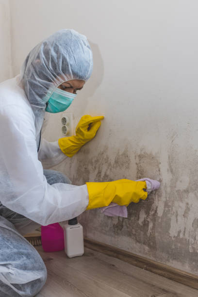 Mold Remediation for Rental Properties in Walden, NY
